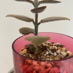 カランコエカランコエ ベハレンシス 仙女の舞 多肉植物 の画像