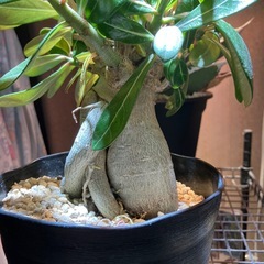 【特選株】アデニュウム　の画像