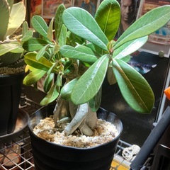 【特選株】アデニュウム　の画像