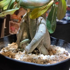 【特選株】アデニュウム　の画像