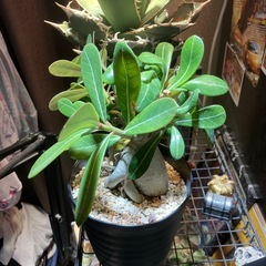 【特選株】アデニュウム　の画像