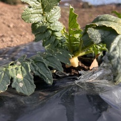 だいこんの画像