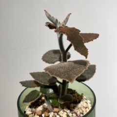 カランコエ ベハレンシス 仙女の舞 多肉植物 の画像