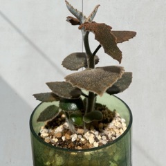 カランコエ ベハレンシス 仙女の舞 多肉植物 の画像