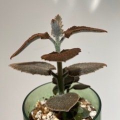 カランコエ ベハレンシス 仙女の舞 多肉植物 の画像