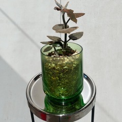 カランコエ ベハレンシス 仙女の舞 多肉植物 の画像