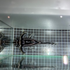 インペリアルゼブラプレコ　の画像