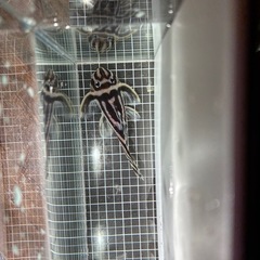 インペリアルゼブラプレコの画像