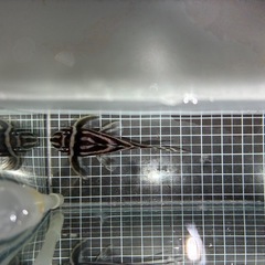 インペリアルゼブラプレコの画像