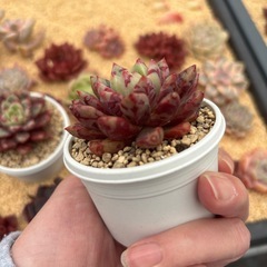 多肉植物
の画像