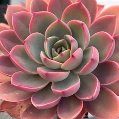 多肉植物
の画像