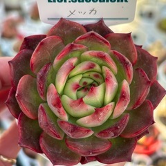 多肉植物
の画像