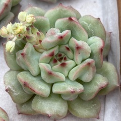 多肉植物
の画像