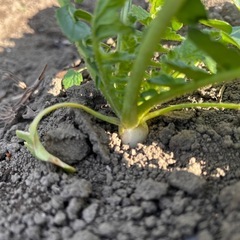 だいこんの画像