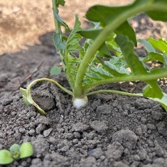 だいこんの画像