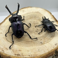 ニジイロクワガタ紫紺カラー　メス有精卵確認済の画像