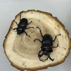 ニジイロクワガタ紫紺カラー　メス有精卵確認済の画像