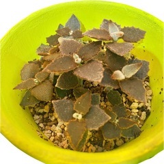 カランコエ ベハレンシス 仙女の舞 多肉植物 観葉植物の画像