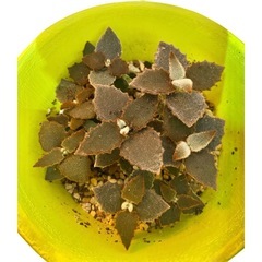 カランコエ ベハレンシス 仙女の舞 多肉植物 観葉植物の画像