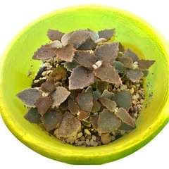 カランコエ ベハレンシス 仙女の舞 多肉植物 観葉植物の画像