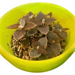 カランコエ ベハレンシス 仙女の舞 多肉植物 観葉植物の画像