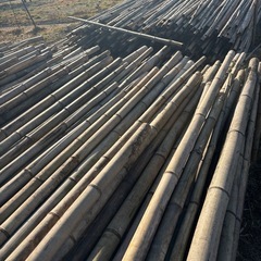 竹お譲りします！
の画像