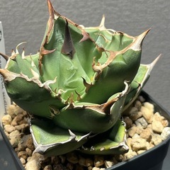 アガベ　チタノタ　オテロイ　色々　観葉植物　多肉植物の画像