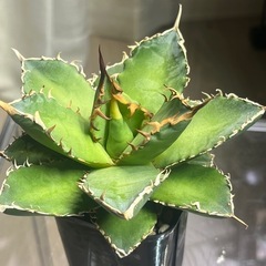 アガベ　チタノタ　オテロイ　色々　観葉植物　多肉植物の画像