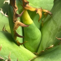 アガベ　チタノタ　オテロイ　色々　観葉植物　多肉植物の画像