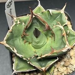 アガベ　チタノタ　オテロイ　色々　観葉植物　多肉植物の画像