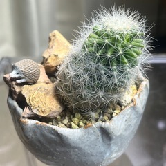 サボテン　ミニチュアガーデン　インテリア　ハリネズミ付きの画像