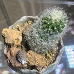 サボテン　ミニチュアガーデン　インテリア　ハリネズミ付きの画像