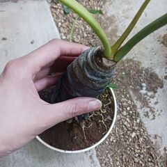 6000円★11 セローム　5号　幹上がり　幹立ち　八丈島産の画像