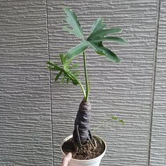 6000円★11 セローム　5号　幹上がり　幹立ち　八丈島産の画像