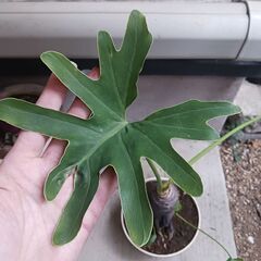 6000円★11 セローム　5号　幹上がり　幹立ち　八丈島産の画像