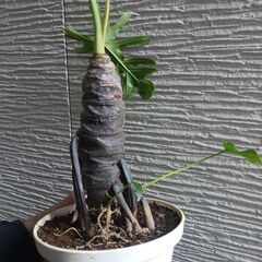 6000円★11 セローム　5号　幹上がり　幹立ち　八丈島産の画像