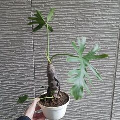 6000円★11 セローム　5号　幹上がり　幹立ち　八丈島産の画像