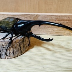 ヘラクレスオオカブトの画像
