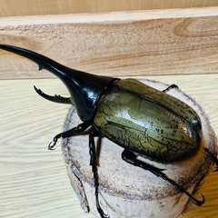 ヘラクレスオオカブトの画像