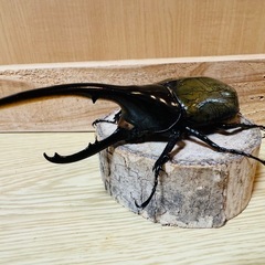 ヘラクレスオオカブトの画像