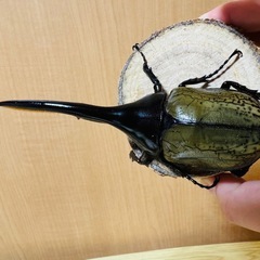 ヘラクレスオオカブトの画像