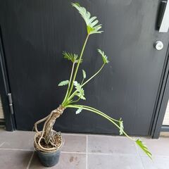 7000円★7 クッカバラ　5号　幹上がり　幹立ち　観葉植物　フィロデンドロン　ザナドゥの画像