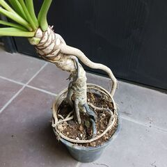 7000円★7 クッカバラ　5号　幹上がり　幹立ち　観葉植物　フィロデンドロン　ザナドゥの画像