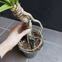 7000円★7 クッカバラ　5号　幹上がり　幹立ち　観葉植物　フィロデンドロン　ザナドゥの画像