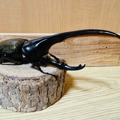 ヘラクレスオオカブトの画像