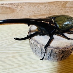 ヘラクレスオオカブトの画像