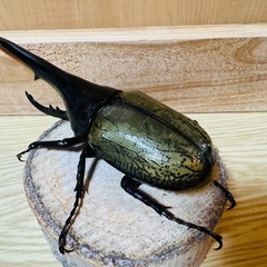 ヘラクレスオオカブトの画像