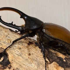 【希少産地】ペルー産ヘラクレス・エクアトリアヌス成虫♂1♀2（合計3頭）の画像