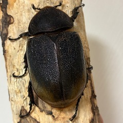 【希少産地】ペルー産ヘラクレス・エクアトリアヌス成虫♂1♀2（合計3頭）の画像