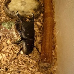 ◆即日対応◆オオクワガタ♀◆39mm◆の画像